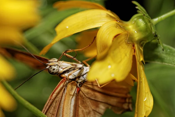 Turuncu kelebek — Stok fotoğraf