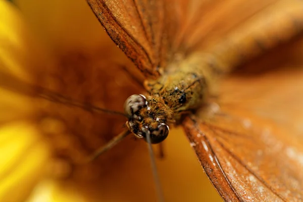 オレンジ色の蝶 — ストック写真