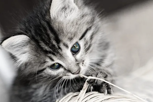 ลูกแมวแท็บบี้ — ภาพถ่ายสต็อก