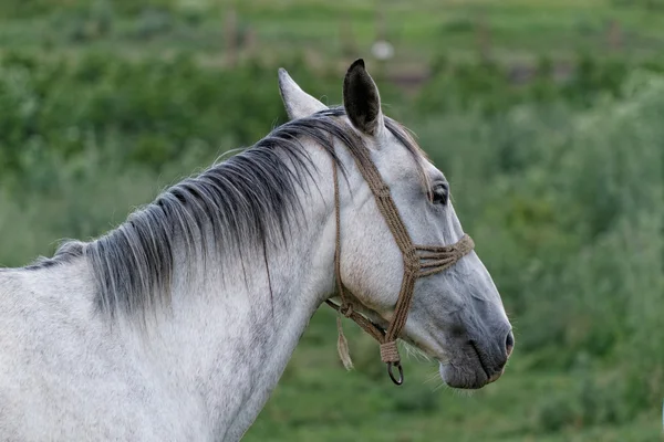 Cavallo bianco — Foto Stock