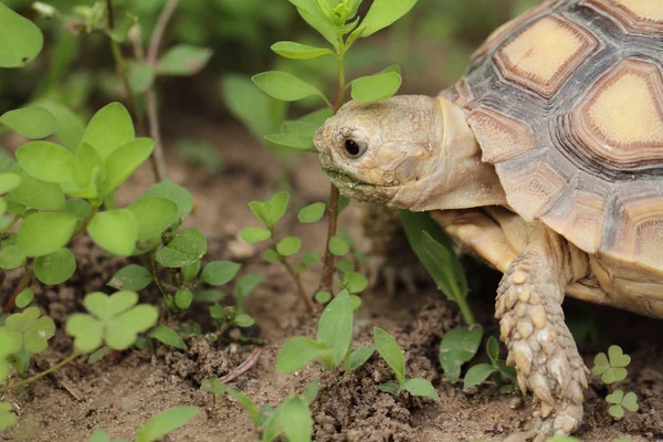 Afrikansk sporrade sköldpadda (Sulcata) — Stockfoto