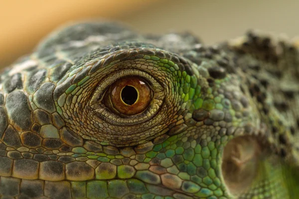 Iguana göz — Stok fotoğraf