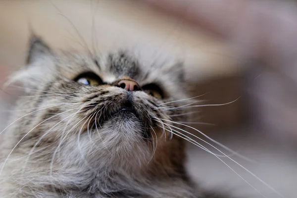 Katzenporträt — Stockfoto