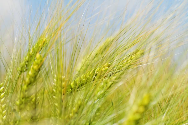 Green and yellow wheat — Stock Photo, Image