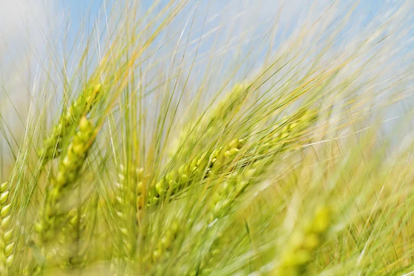 Blé vert et jaune — Photo