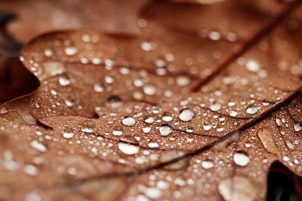 Fallen leaves covered with raindrops — Stock Photo, Image