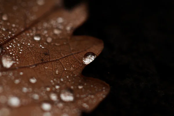 Hojas caídas cubiertas con gotas de lluvia — Foto de Stock