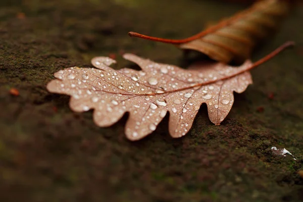 Folhas caídas cobertas com gotas de chuva — Fotografia de Stock