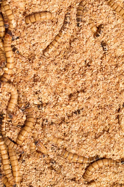 Mealworms — Stock Photo, Image