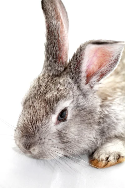 Gray rabbit — Stock Photo, Image