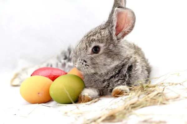 Graues Kaninchen — Stockfoto