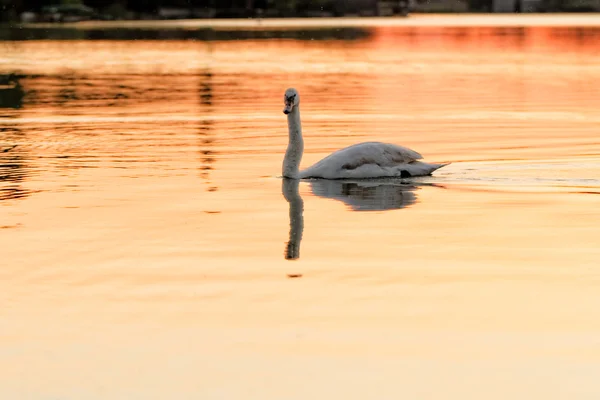 Osamělá labuť — Stock fotografie