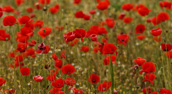 Red poppies — Stock Photo, Image