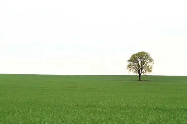 Ağaç üzerinde yeşil alan — Stok fotoğraf