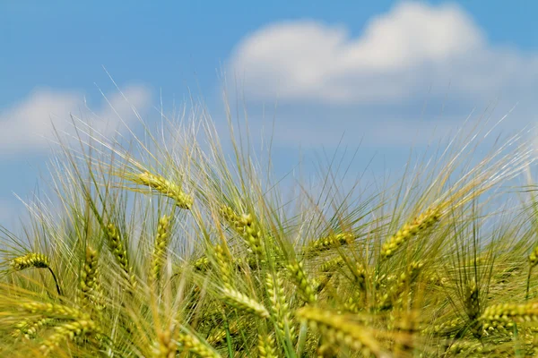 Green and yellow wheat — Stock Photo, Image