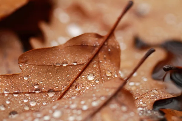 Hojas caídas cubiertas con gotas de lluvia — Foto de Stock