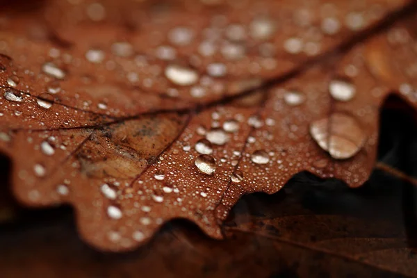 Hojas caídas cubiertas con gotas de lluvia — Foto de Stock