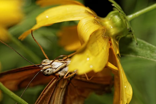 Farfalla arancione — Foto Stock