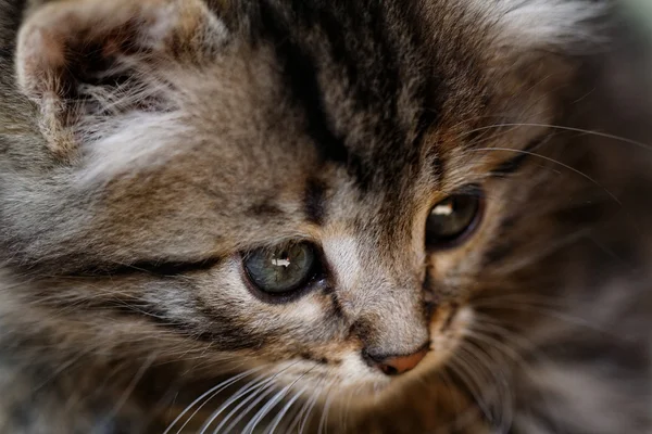 Tabby kitten — Stock Photo, Image