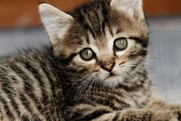 Gatinho de mesa — Fotografia de Stock