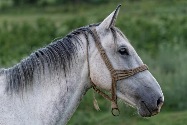 Bílý kůň — Stock fotografie