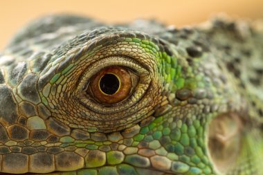 iguana göz