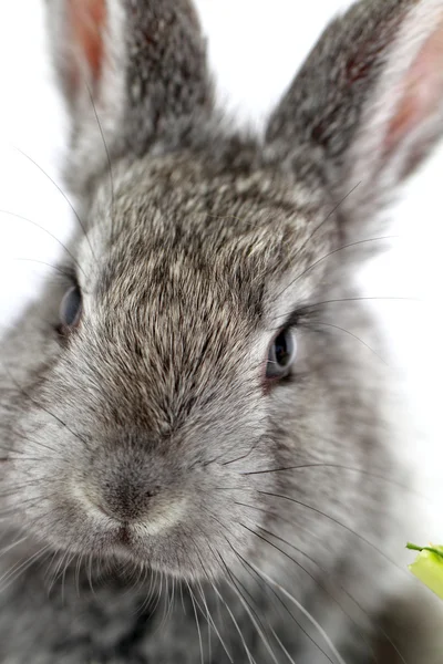 Graues Kaninchen — Stockfoto