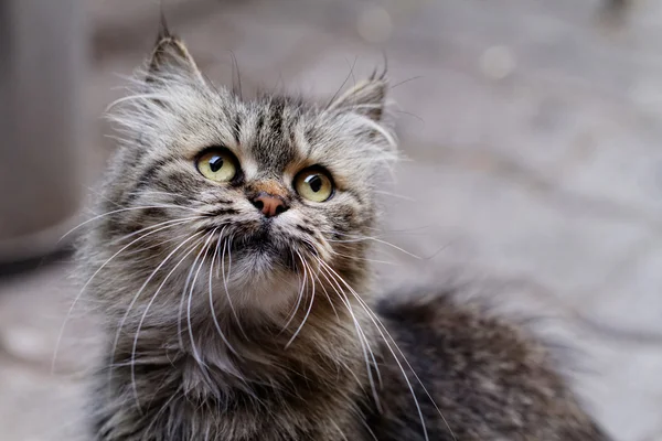 Katzenporträt — Stockfoto