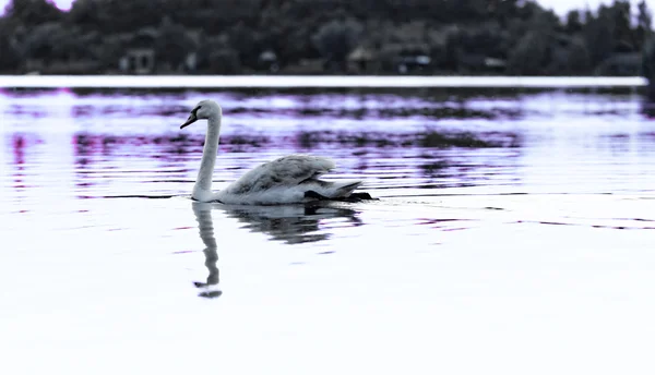 Cigno solitario — Foto Stock