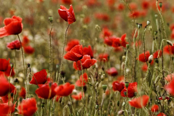 Red poppies — Stock Photo, Image