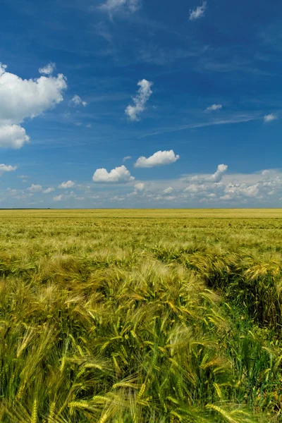 Green and yellow wheat — Stock Photo, Image