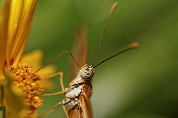 Turuncu kelebek — Stok fotoğraf