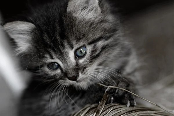 ลูกแมวแท็บบี้ — ภาพถ่ายสต็อก