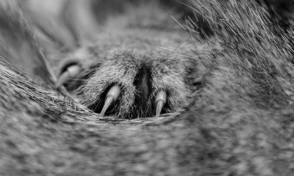 Kattfötter — Stockfoto