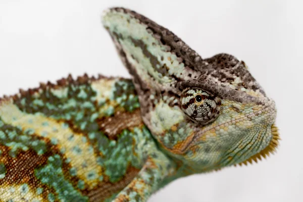 Chamaeleo calyptratus — Fotografia de Stock