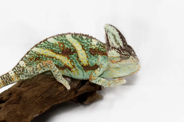 Chamaeleo calyptratus — Stockfoto