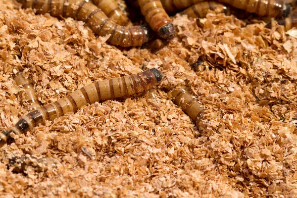 Mealworms — Stock Photo, Image