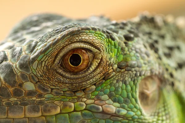 Olho de iguana — Fotografia de Stock