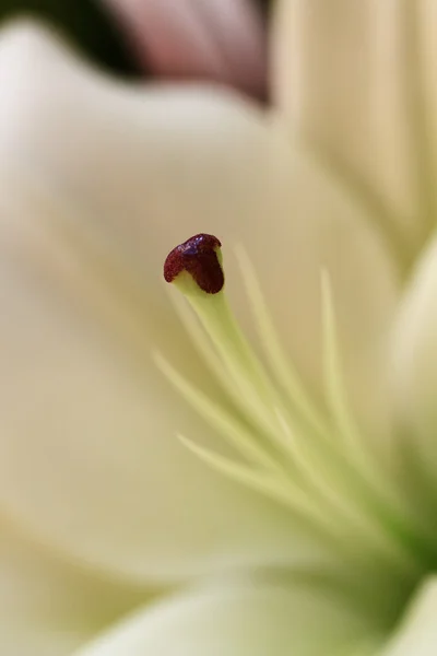 Flor turva — Fotografia de Stock