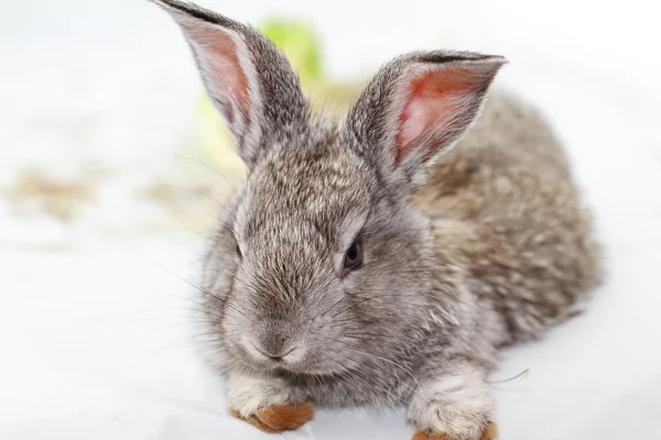 Conejo gris — Foto de Stock