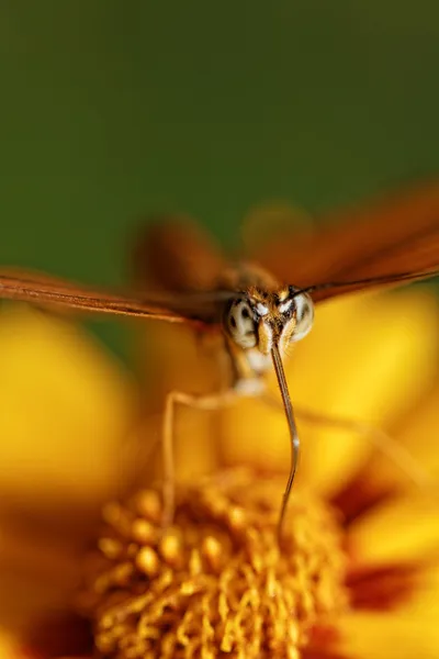 Оранжевая бабочка — стоковое фото