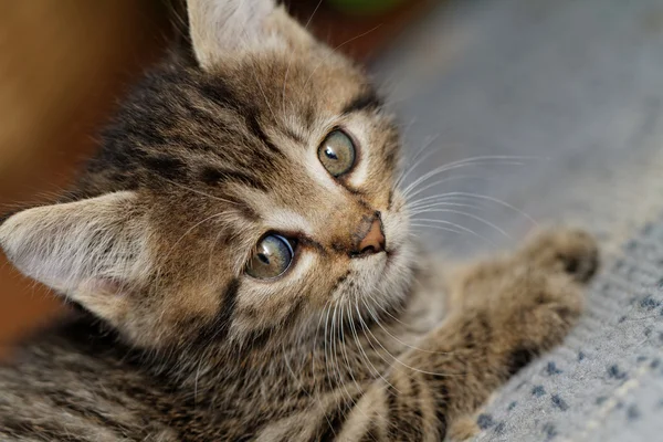 Tabby kitten — Stock Photo, Image