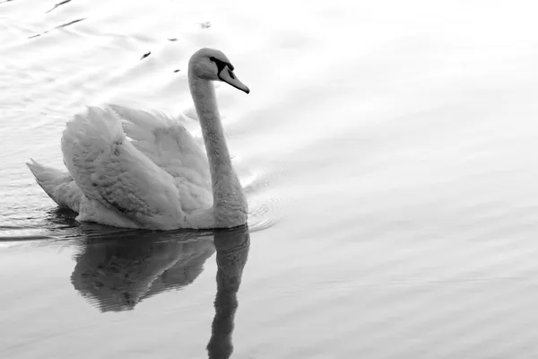 Cisne solitário — Fotografia de Stock