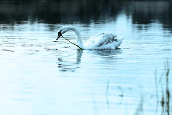 Osamělá labuť — Stock fotografie