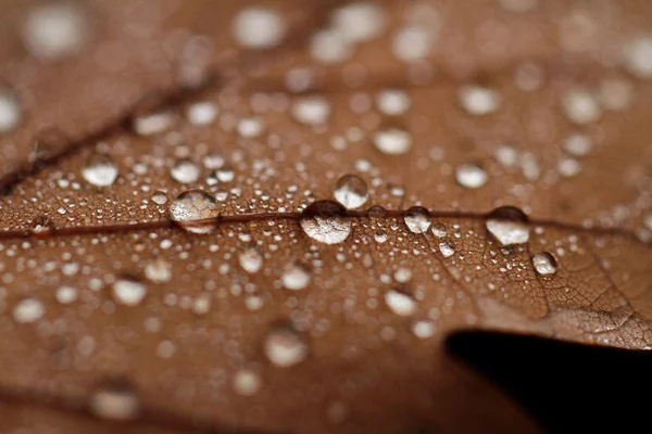 Hojas caídas cubiertas con gotas de lluvia — Foto de Stock