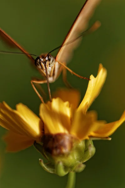 Borboleta laranja — Fotografia de Stock