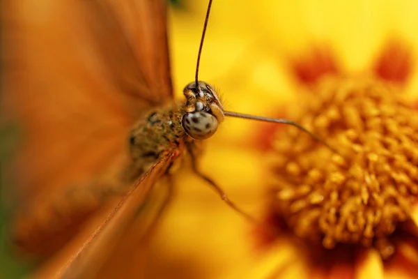 Oranžový motýl — Stock fotografie