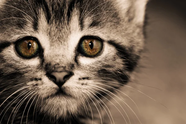 Gatinho de mesa — Fotografia de Stock