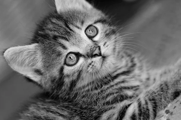 Gatinho de mesa — Fotografia de Stock