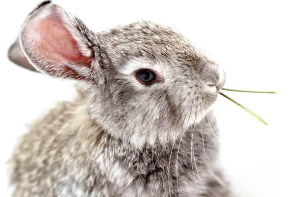 Graues Kaninchen — Stockfoto